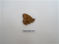 藏品(眼蝶科)的圖片